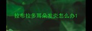 拉布拉多耳朵发炎怎么办