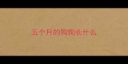 五个月的狗狗长什么