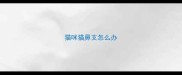 猫咪猫鼻支怎么办
