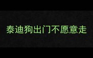 泰迪狗出门不愿意走