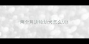 两个月边牧幼犬怎么训