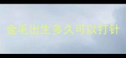 金毛出生多久可以打针