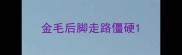 金毛后脚走路僵硬