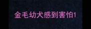 金毛幼犬感到害怕