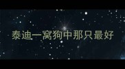 泰迪一窝狗中那只最好