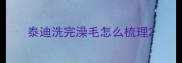 泰迪洗完澡毛怎么梳理