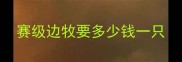 赛级边牧要多少钱一只