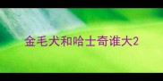 金毛犬和哈士奇谁大
