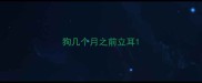 狗几个月之前立耳