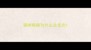 猫咪眼睛为什么会发炎