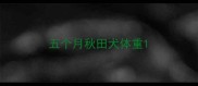 五个月秋田犬体重