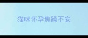猫咪怀孕焦躁不安