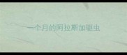 一个月的阿拉斯加驱虫