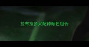 拉布拉多犬配种颜色组合