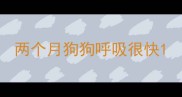 两个月狗狗呼吸很快