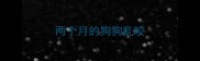 两个月的狗狗乱咬