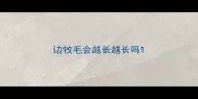 边牧毛会越长越长吗