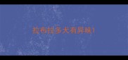 拉布拉多犬有异味