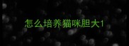 怎么培养猫咪胆大