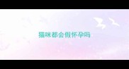 猫咪都会假怀孕吗