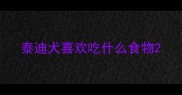 泰迪犬喜欢吃什么食物