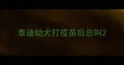 泰迪幼犬打疫苗后总叫