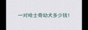一对哈士奇幼犬多少钱