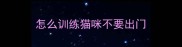 怎么训练猫咪不要出门