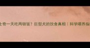 哈士奇一天吃两顿饭巨型犬的饮食真相科学喂养指南