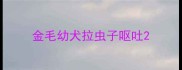 金毛幼犬拉虫子呕吐