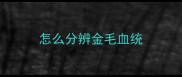 怎么分辨金毛血统