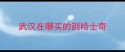 武汉在哪买的到哈士奇
