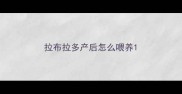 拉布拉多产后怎么喂养