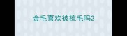 金毛喜欢被梳毛吗