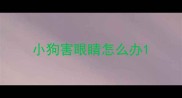 小狗害眼睛怎么办