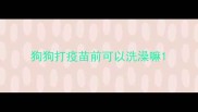 狗狗打疫苗前可以洗澡嘛