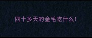 四十多天的金毛吃什么