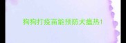 狗狗打疫苗能预防犬瘟热