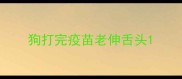 狗打完疫苗老伸舌头