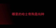 哪里的哈士奇狗是纯种