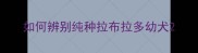 如何辨别纯种拉布拉多幼犬
