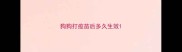 狗狗打疫苗后多久生效
