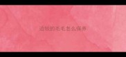 边牧的毛毛怎么保养