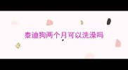 泰迪狗两个月可以洗澡吗