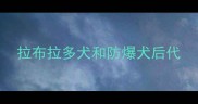 拉布拉多犬和防爆犬后代