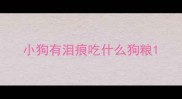 小狗有泪痕吃什么狗粮