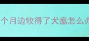两个月边牧得了犬瘟怎么办