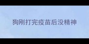 狗刚打完疫苗后没精神