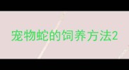 宠物蛇的饲养方法