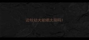 边牧幼犬能晒太阳吗